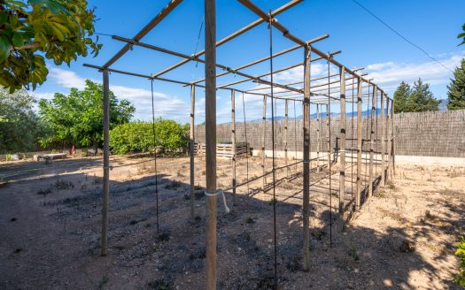 Finca d’oliveres amb aigua de reg (113)