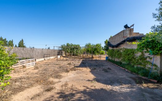 Finca d’oliveres amb aigua de reg (113)