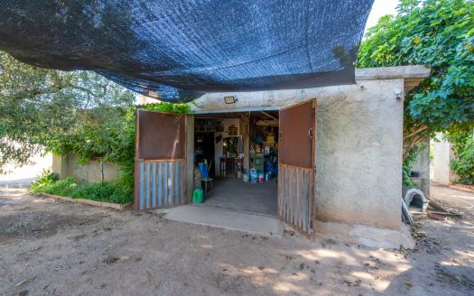 Finca d’oliveres amb aigua de reg (113)