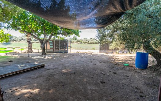 Finca d’oliveres amb aigua de reg (113)