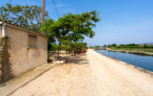 Mandarine trees orchard (116)