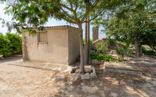 Mandarine trees orchard (116)
