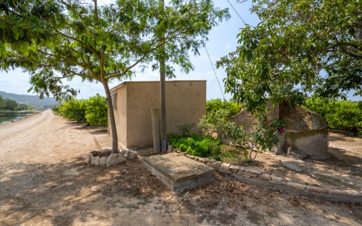 Mandarine trees orchard (116)