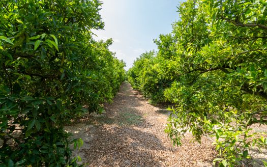 Mandarine trees orchard (116)