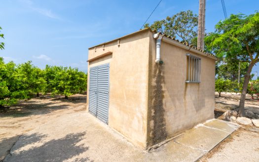 Mandarine trees orchard (116)