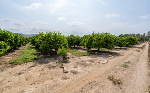 Mandarine trees orchard (116)