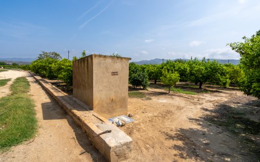 Mandarine trees orchard (116)