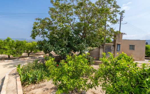 Mandarine trees orchard (116)