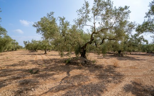 Finca plana d’oliveres (117)