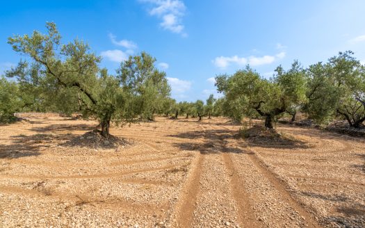 Finca plana d’oliveres (117)
