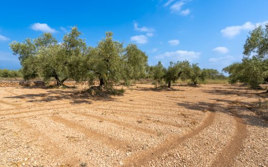 Finca plana d’oliveres (117)