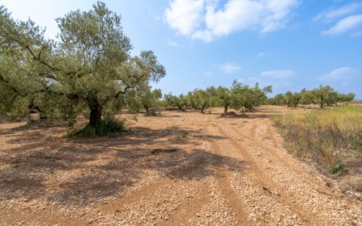 Finca plana d’oliveres (117)