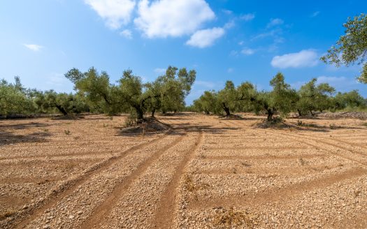 Finca plana d’oliveres (117)