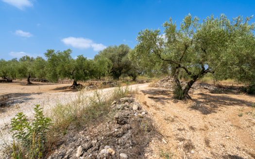 Finca plana d’oliveres (117)