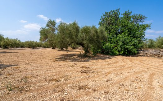Well-tended plot of land with olive trees (120)