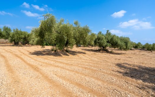 Well-tended plot of land with olive trees (120)