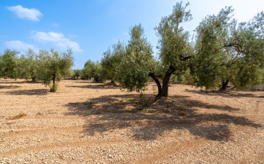 Well-tended plot of land with olive trees (120)