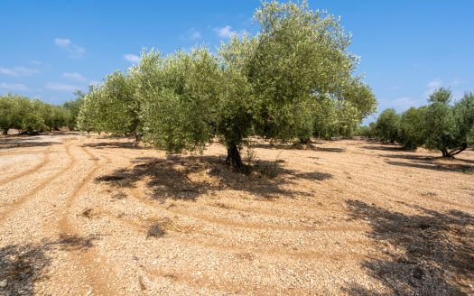 Well-tended plot of land with olive trees (120)