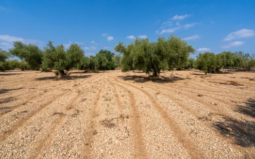 Well-tended plot of land with olive trees (120)