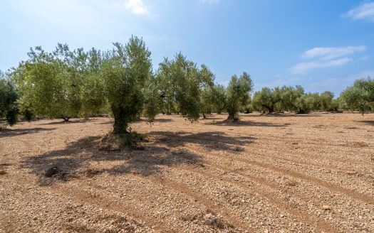 Well-tended plot of land with olive trees (120)