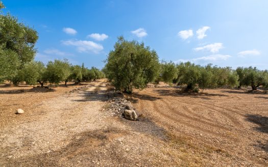 Well-tended plot of land with olive trees (120)