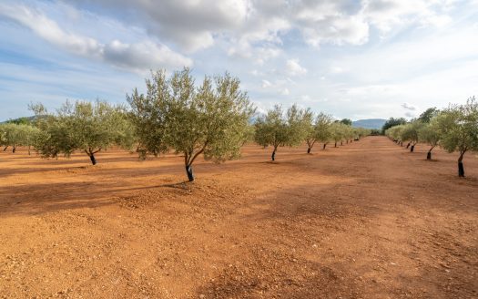 Petit projecte agrícola (137)