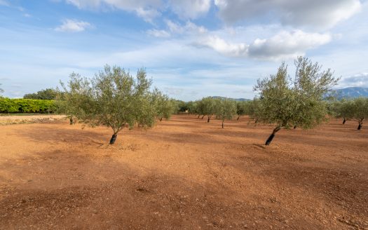 Petit projecte agrícola (137)