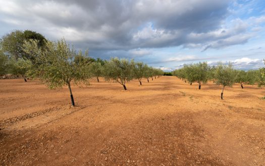 Petit projecte agrícola (137)