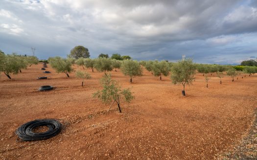 Petit projecte agrícola (137)