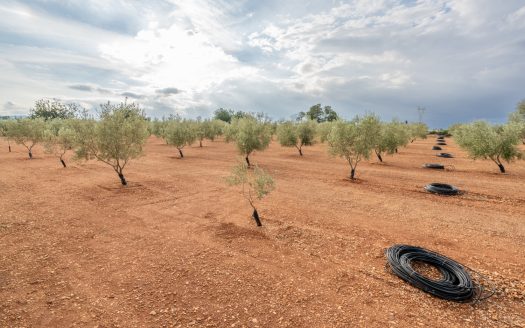 Petit projecte agrícola (137)