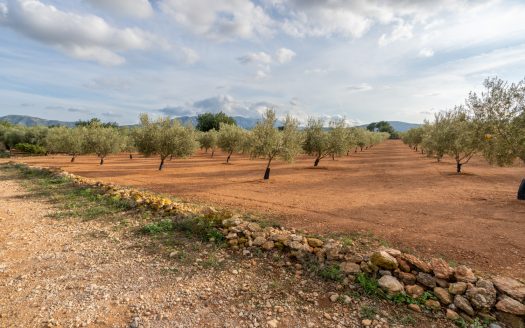 Petit projecte agrícola (137)