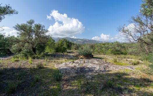 Wild piece of land in a valley (141)