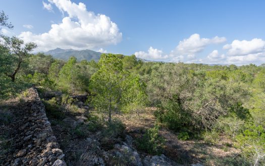 Wild piece of land in a valley (141)