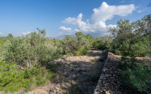 Wild piece of land in a valley (141)