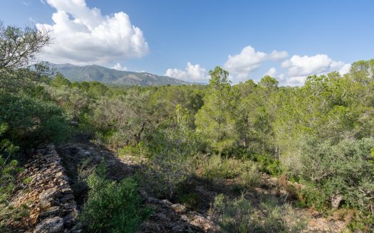 Wild piece of land in a valley (141)