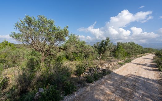 Wild piece of land in a valley (141)