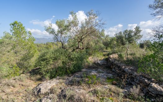 Wild piece of land in a valley (141)
