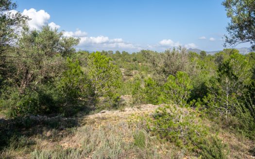 Wild piece of land in a valley (141)