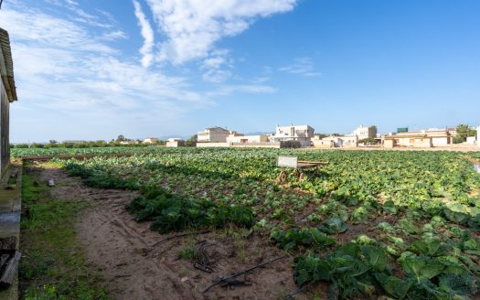 Vegetable patch with a semi-detached farmhouse (143)