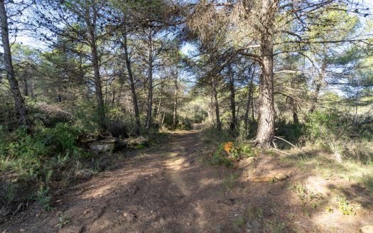 Piece of land with pine trees (148)