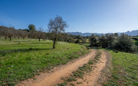 Flat land with almond trees (149)