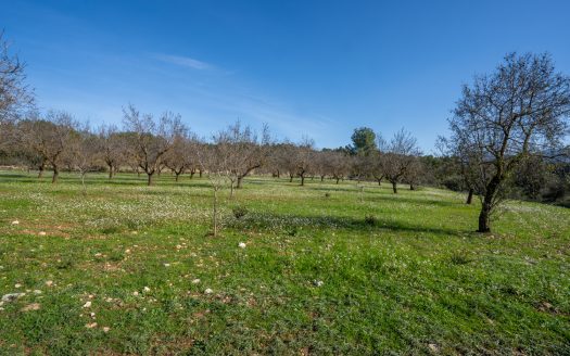 Flat land with almond trees (149)