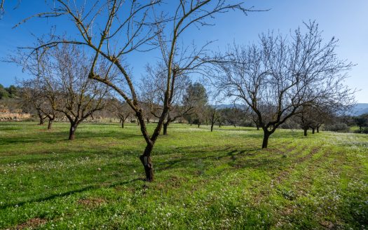 Flat land with almond trees (149)