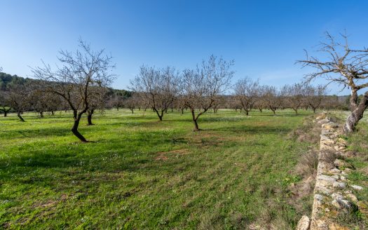Flat land with almond trees (149)
