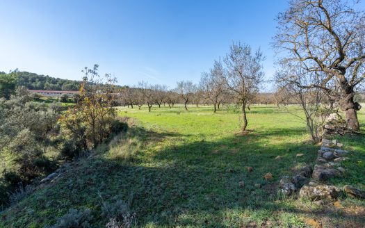 Flat land with almond trees (149)