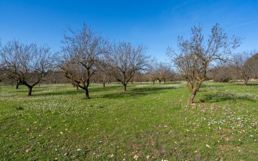 Flat land with almond trees (149)