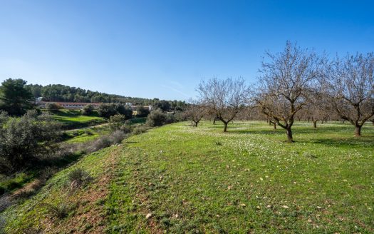 Flat land with almond trees (149)