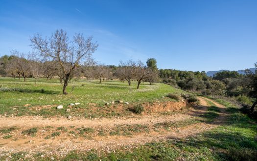 Flat land with almond trees (149)