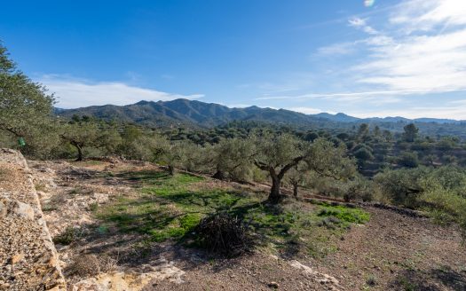 Olive trees and terraces (160)