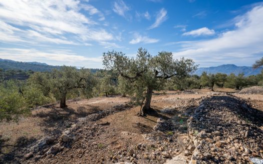 Olive trees and terraces (160)